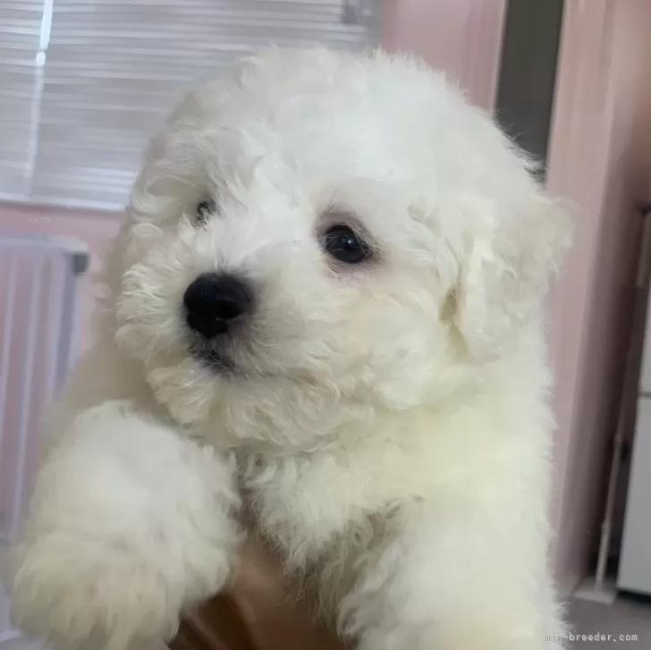 ID:2405-03974の子犬