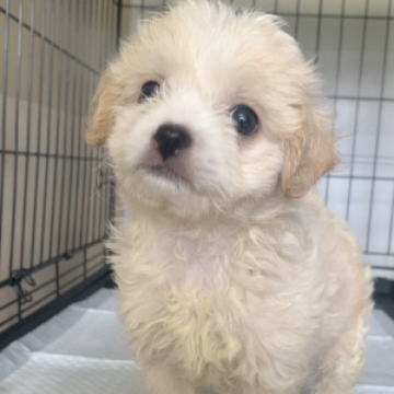 チワプー【滋賀県・男の子・2023年6月1日・クリーム系】の写真「可愛い顔のヤンチャぼうず🐶🧢7/23で掲載終了」