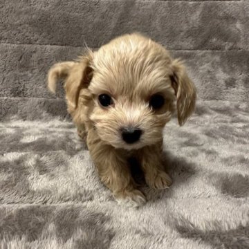 チワプー【滋賀県・女の子・2023年5月26日・クリーム系】の写真「チワプーの女の子🐶💖人懐っこいです✨」