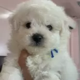 ビションフリーゼ【滋賀県・男の子・2024年4月11日・ホワイト】の写真1