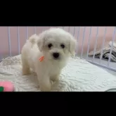 ビションフリーゼ【滋賀県・女の子・2024年2月6日・ホワイト】の写真3