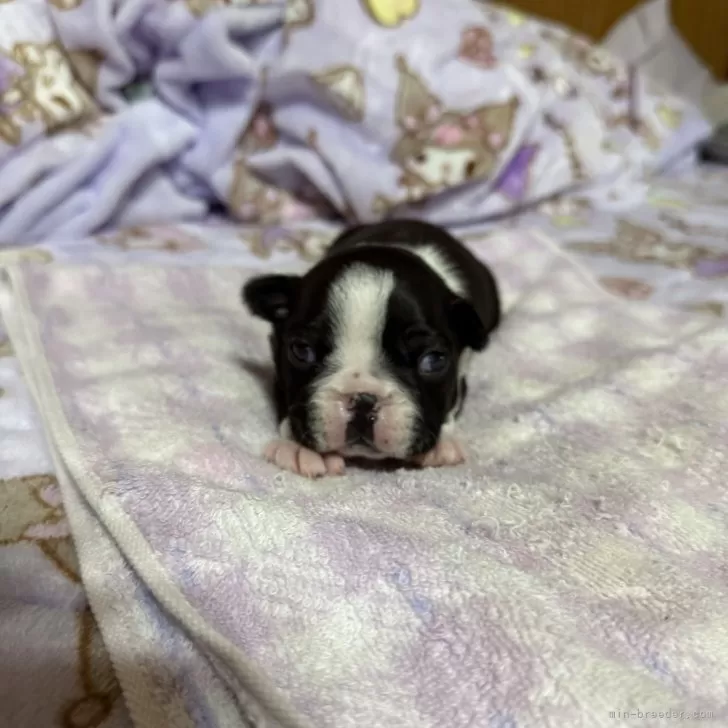 ボストンテリア【兵庫県・男の子・2025年11月12日・ボストンカラー】の写真1