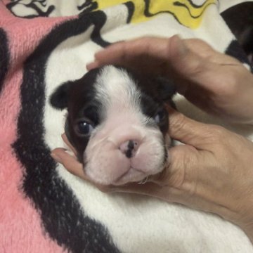 ボストンテリア【兵庫県・男の子・2025年10月30日・ボストンカラー】の写真「すくすく成長中です➕⤴️✨」