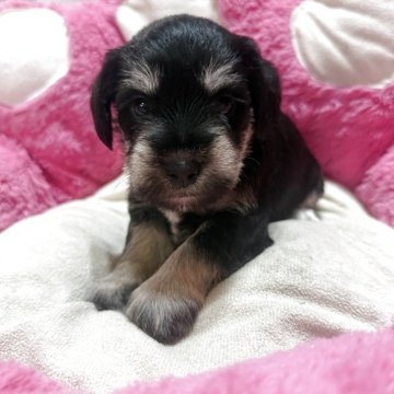 ミニチュアシュナウザー【兵庫県・男の子・2025年9月24日・ブラック&シルバー】の写真「元気に育っています👶🏻🎶🌟」