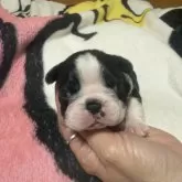 ボストンテリア