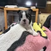 ボストンテリア