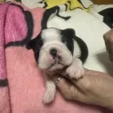 ボストンテリア