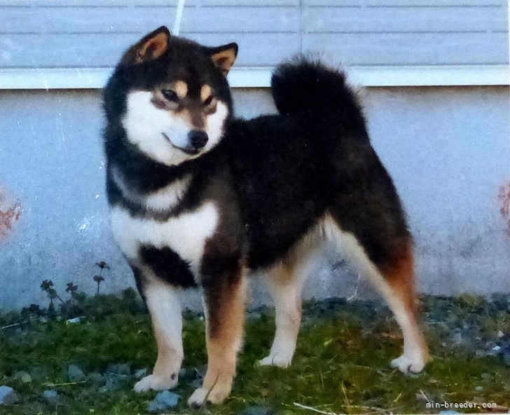 豆柴認定犬｜古川　政美(ふるかわ　まさみ)ブリーダー(静岡県・柴犬・日本犬保存会/KCジャパン登録)の紹介写真2