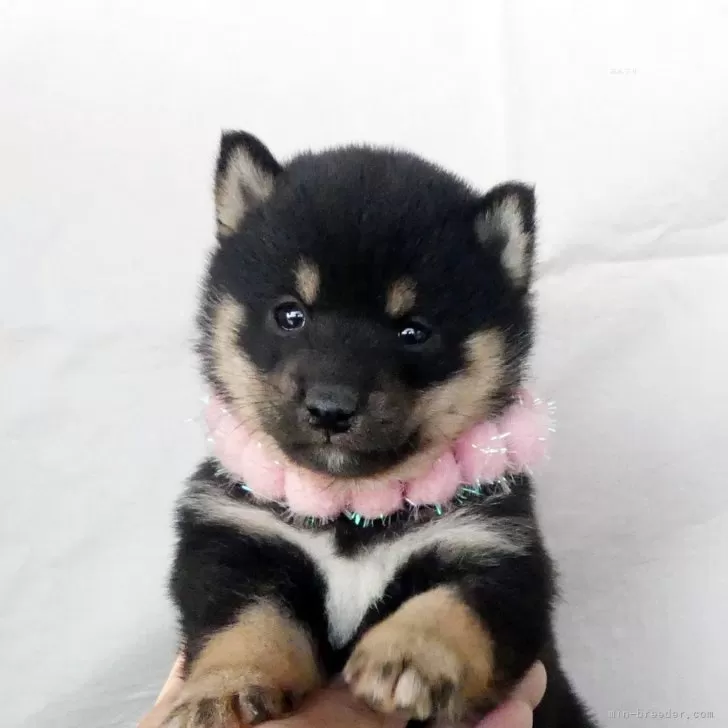 ID:2501-03700の子犬