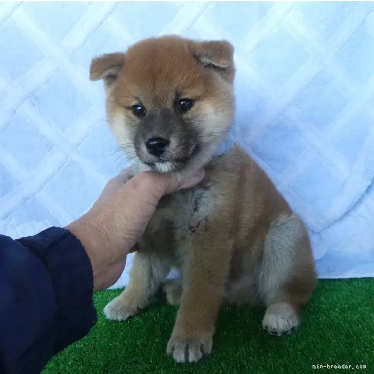 ヤンセン 様のお迎えした子犬