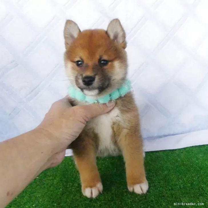 ID:2506-00420の子犬