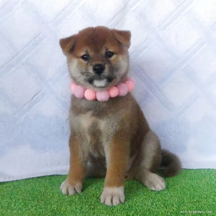 ぷーちゃん 様のお迎えした子犬