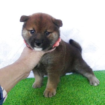柴犬(標準サイズ)【静岡県・男の子・2025年3月16日・赤】の写真「綺麗な顔立ちの赤オス子犬です」