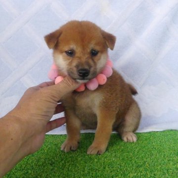 柴犬(標準サイズ)【静岡県・女の子・2025年7月6日・赤】の写真「綺麗な顔立ちのメス子犬です。」