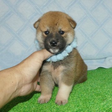 柴犬(標準サイズ)【静岡県・男の子・2025年7月5日・赤】の写真「綺麗な顔立ちのオス子犬です。」
