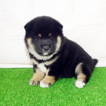 柴犬(標準サイズ)【静岡県・女の子・2025年2月9日・黒】の写真「綺麗な顔立ち黒柴メス子犬です。」