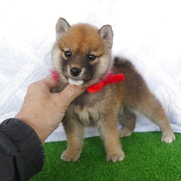 柴犬(標準サイズ)【静岡県・女の子・2025年2月14日・赤】の写真「綺麗な顔立ちの赤柴メス子犬です」