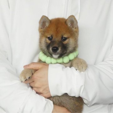 柴犬(標準サイズ)【静岡県・男の子・2025年2月14日・赤】の写真「綺麗な顔立ちの赤柴オス子犬です」
