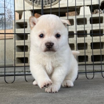 柴犬(豆柴)【静岡県・女の子・2024年12月26日・白】の写真「綺麗な顔立ちの白豆柴女の子です！」