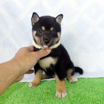 豆柴【静岡県・女の子・2025年6月19日・黒】の写真「綺麗な顔立ちの黒豆柴メスです。母親の様に綺麗なりま」