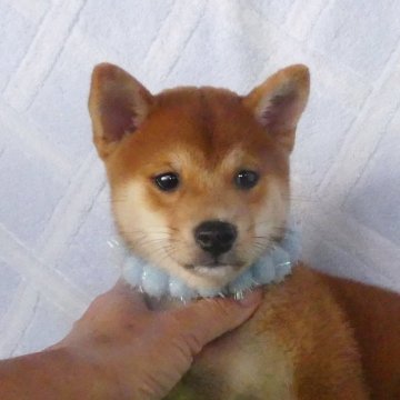 柴犬(豆柴)【静岡県・男の子・2025年7月12日・赤】の写真「綺麗な顔立ちの赤豆柴男の子です！」