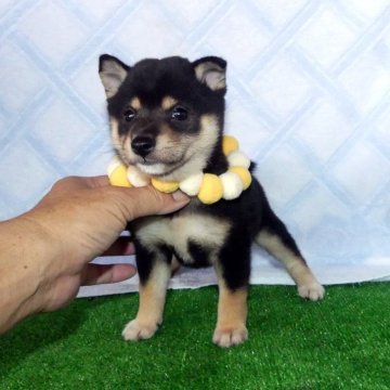 柴犬(豆柴)【静岡県・女の子・2025年7月16日・黒】の写真「綺麗な顔立ちの黒豆柴メスです。」