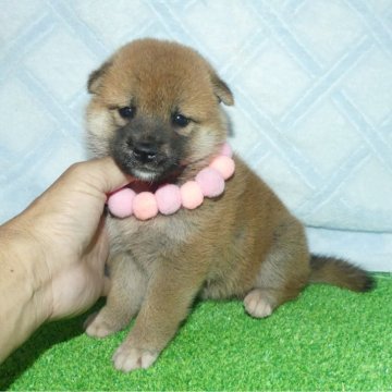 柴犬(標準サイズ)【静岡県・女の子・2025年7月5日・赤】の写真「綺麗な顔立ちのメス子犬です。」