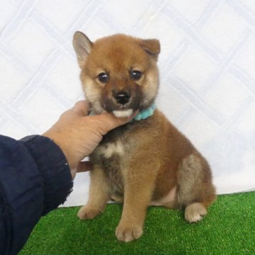 柴犬(標準サイズ)【静岡県・男の子・2025年10月18日・赤】の写真「綺麗な顔立ちのオス子犬です」