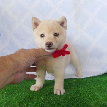 柴犬(豆柴)【静岡県・女の子・2025年8月10日・白】の写真「綺麗な顔立ちの白豆柴メスです。」