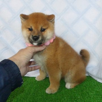 柴犬(標準サイズ)【静岡県・女の子・2025年2月16日・赤】の写真「綺麗な顔立ちの赤柴メス子犬です。」