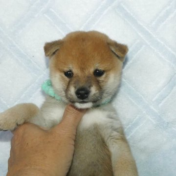 豆柴【静岡県・男の子・2025年9月21日・赤】の写真「綺麗な顔立ちの赤豆柴男の子です！」