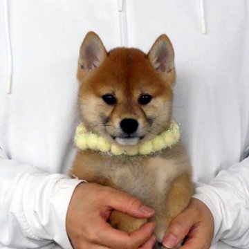 柴犬(標準サイズ)【静岡県・女の子・2025年2月14日・赤】の写真「綺麗な顔立ちの赤柴メス子犬です」