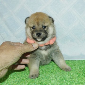柴犬(標準サイズ)【静岡県・女の子・2025年10月5日・赤】の写真「綺麗な顔立ちのメス子犬です。」