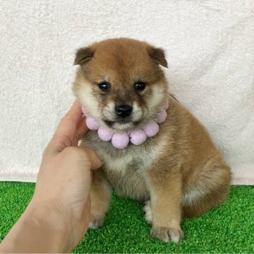 柴犬(豆柴)【静岡県・男の子・2025年4月3日・赤】の写真「綺麗な顔立ちの赤豆柴男の子です！」