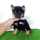 豆柴