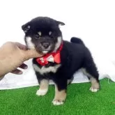 柴犬(標準サイズ)