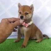 豆柴