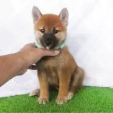柴犬(標準サイズ)