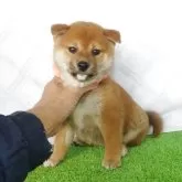 柴犬(標準サイズ)