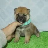 柴犬(標準サイズ)