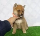 柴犬(標準サイズ)【静岡県・女の子・2025年10月18日・赤】の写真3