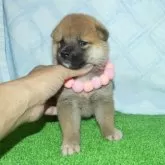柴犬(標準サイズ)【静岡県・女の子・2025年7月5日・赤】の写真4