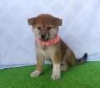 柴犬(標準サイズ)【静岡県・女の子・2025年7月16日・赤】の写真6
