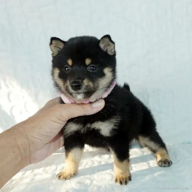 ID：2310-06233の子犬