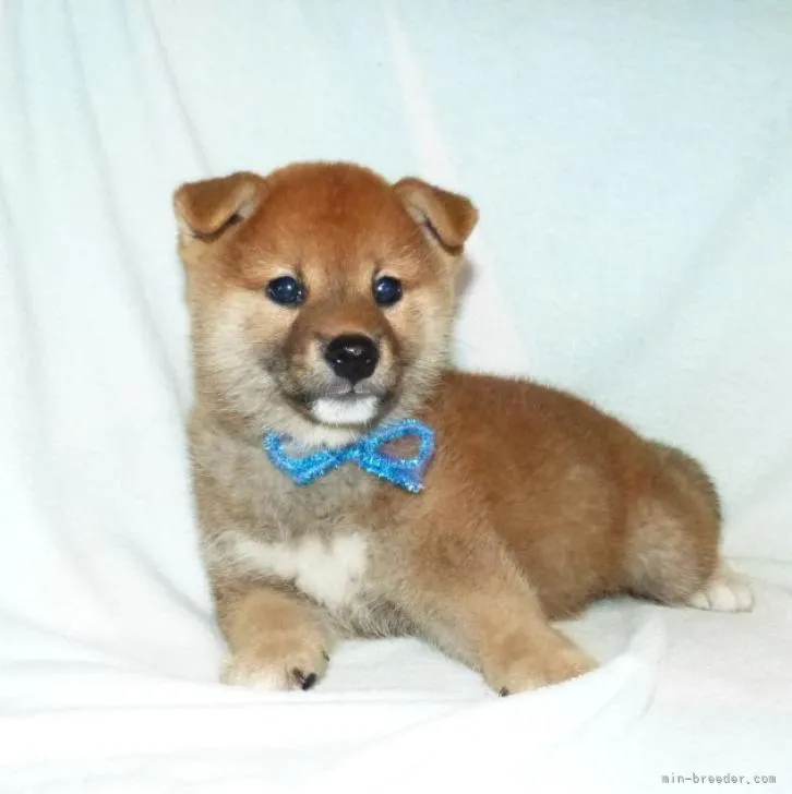ID：2206-02996の子犬
