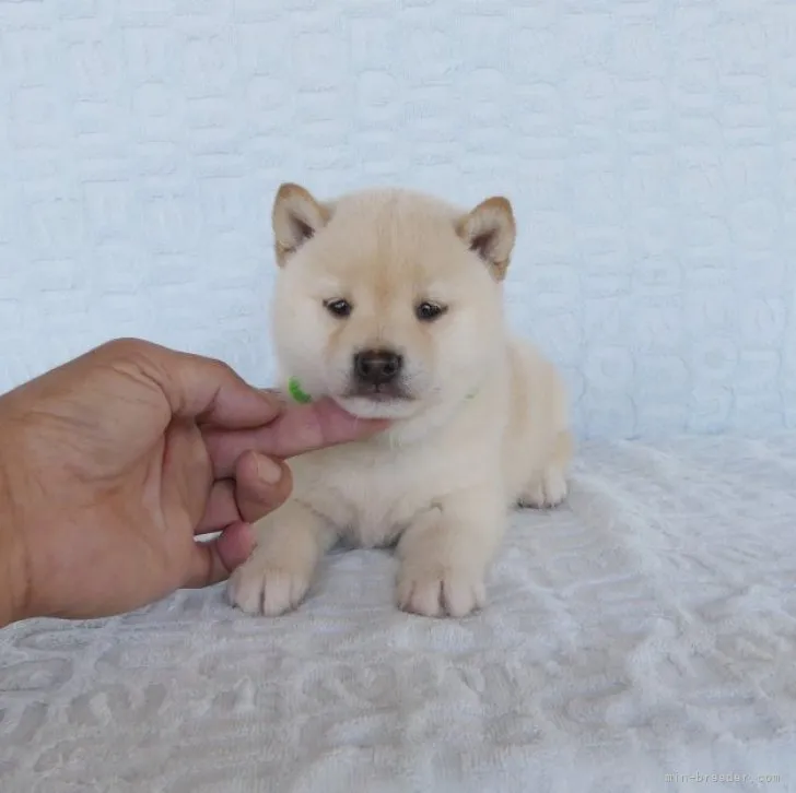 T.K 様のお迎えした子犬