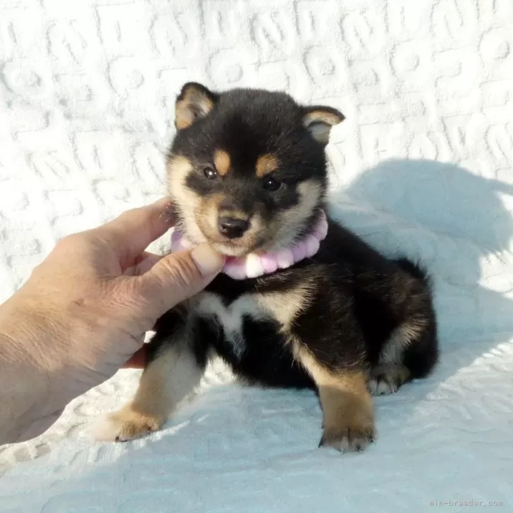 ID：2312-06176の子犬