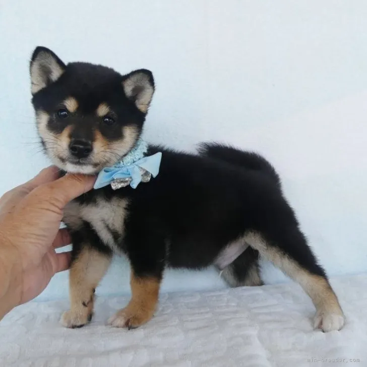 ID：2305-01706の子犬