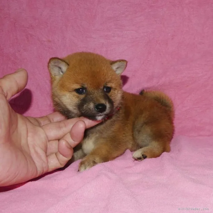 ID：2304-03028の子犬