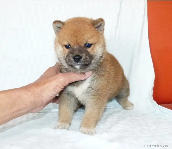 ID:2204-03774の子犬